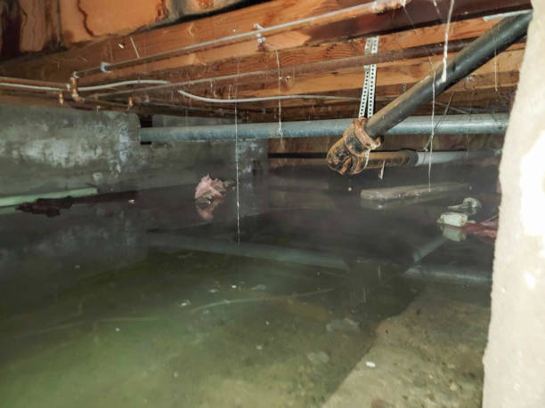Best Professional water damage repair  in Shorewood, MN